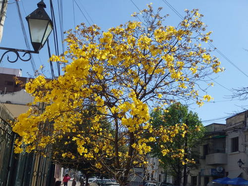 Lapacho Tree.